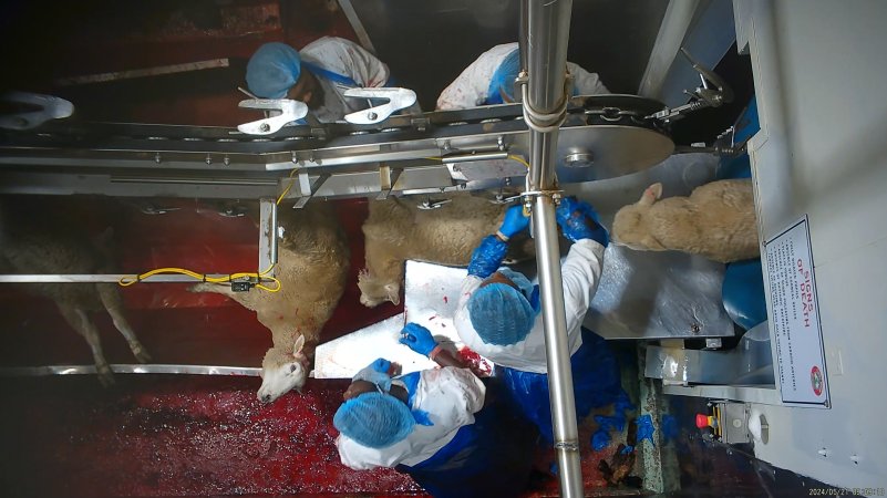 Sheep sticking