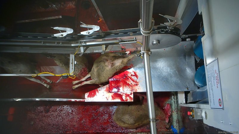 Sheep falls on floor of kill room