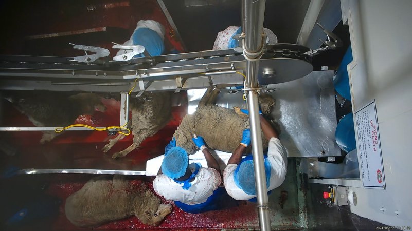 Sheep falls on floor of kill room