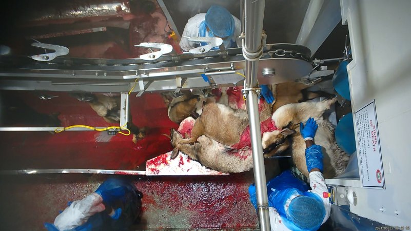 Goats piled up on kill table