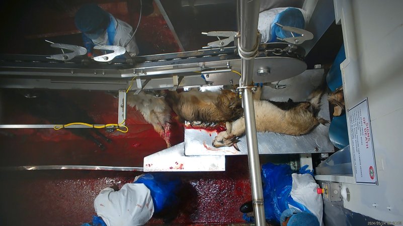 Goat slaughter