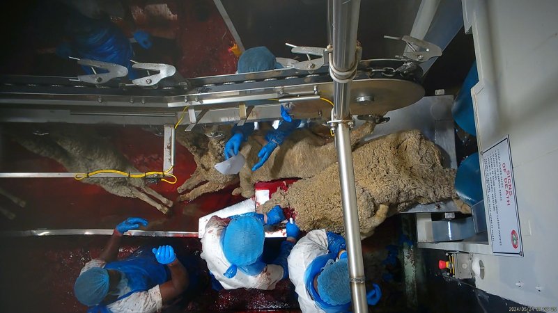 Sheep slaughter