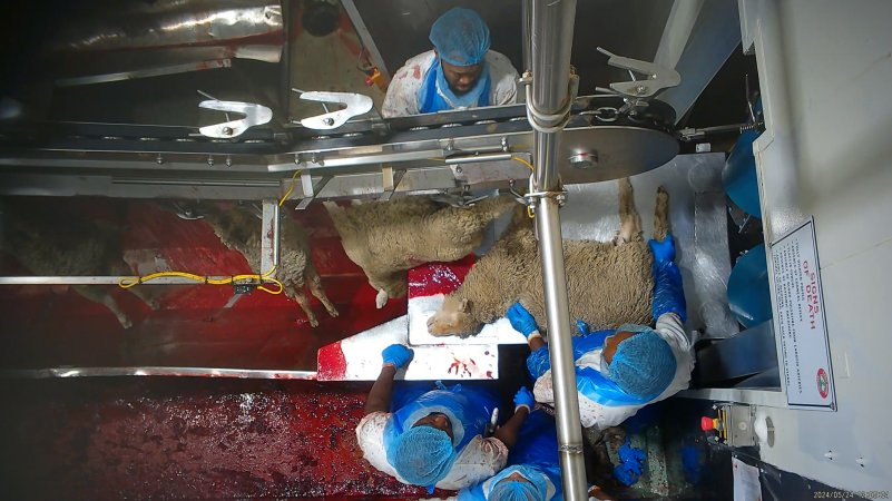 Sheep slaughter