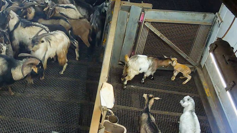 Newborn lamb in kill pen