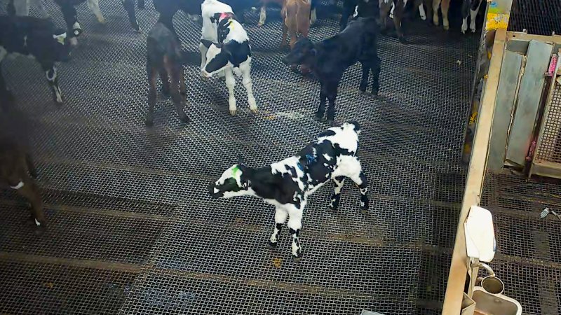 Bobby calves in holding pens