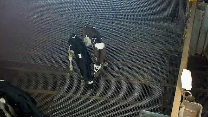 Bobby calves in holding pens