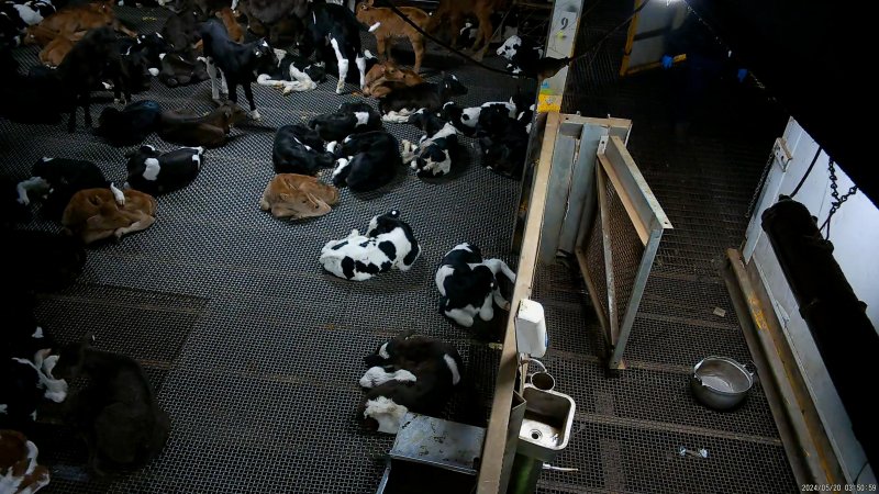 Bobby calves in holding pens