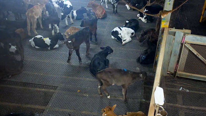 Bobby calf cries out in holding pens