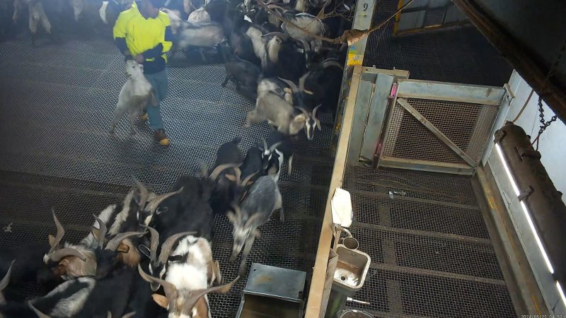 Goat dragged by worker