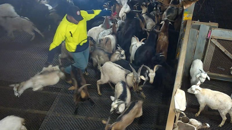 Goat carried by skin