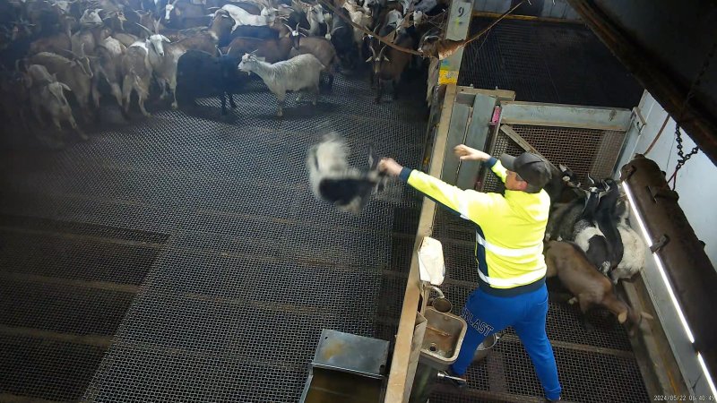 Goat thrown by worker