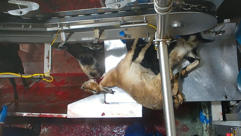 Goat sticking