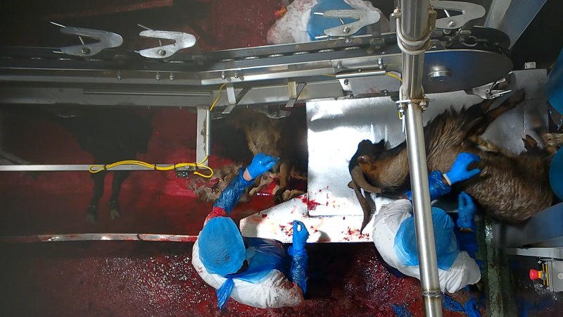 Bloody goat in blood drain