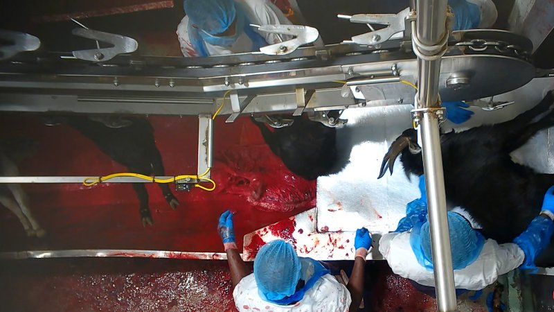 Bloody goat in blood drain