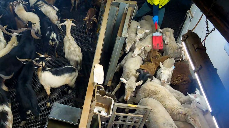 A worker herds sheep with a paddle