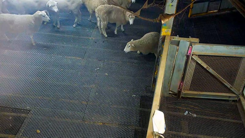 Injured sheep in holding pens