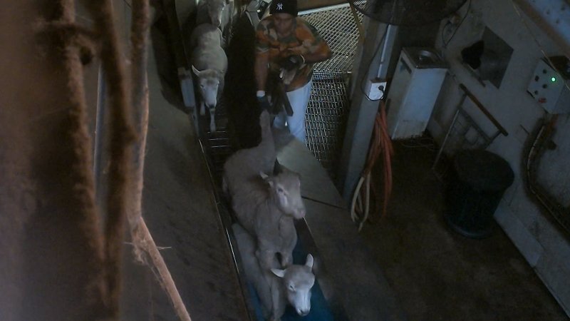 Worker pulls on sheep's leg