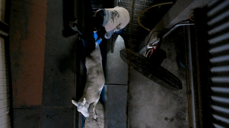 Worker pulls on sheep's leg
