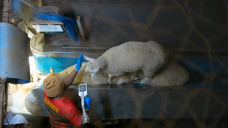 Sheep stunning