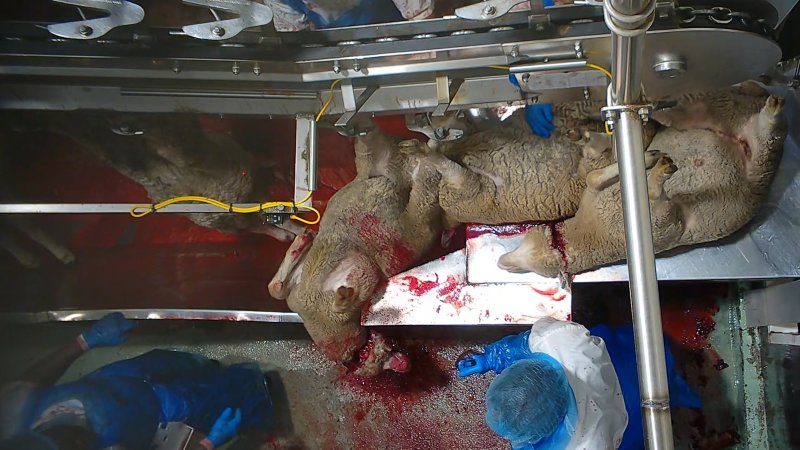Sheep sticking
