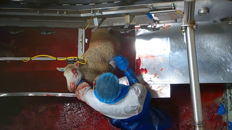 Sheep sticking