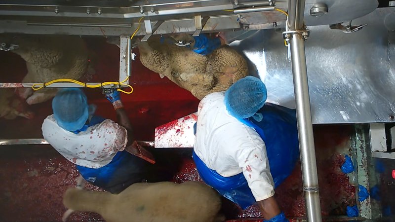 Sheep escapes into kill room