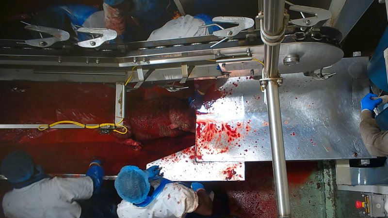 Conscious sheep in blood drain