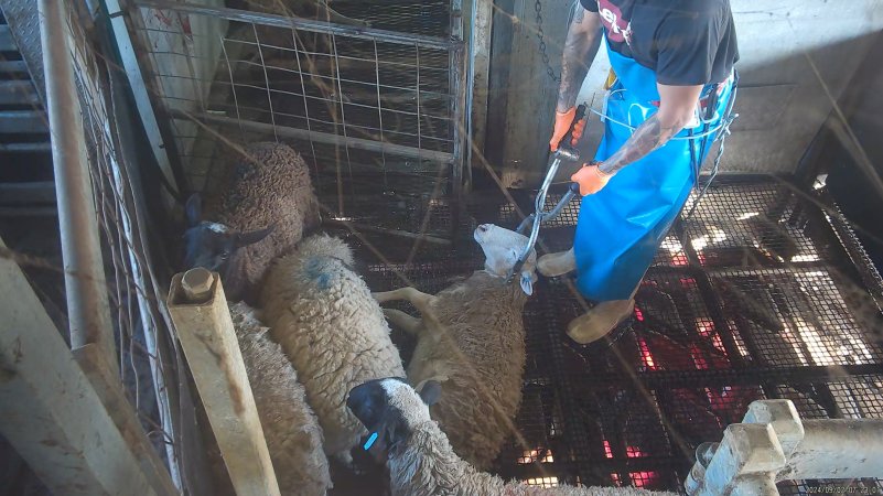 Electric stunning - sheep