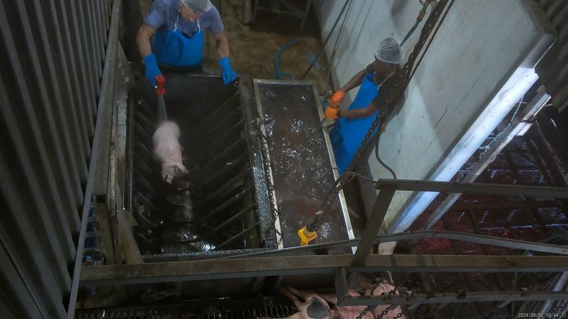 Pig scalding and dehairing