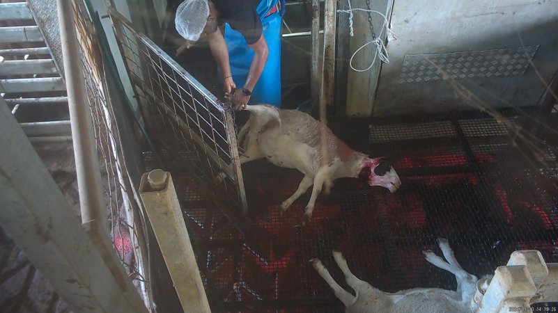 Sheep dragged into kill room