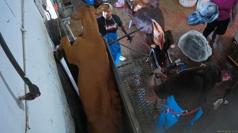 A cow attempts to jump out of the knockbox