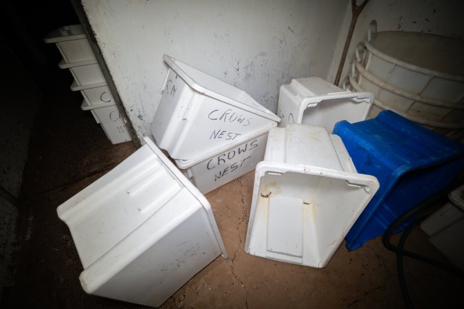 Buckets in kill room