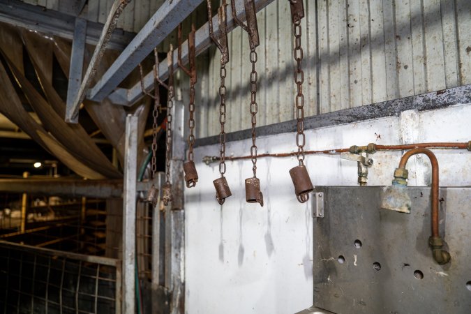 Shackles hang in kill room