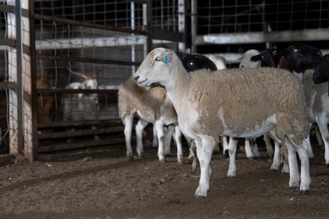 Sheep in holding pens
