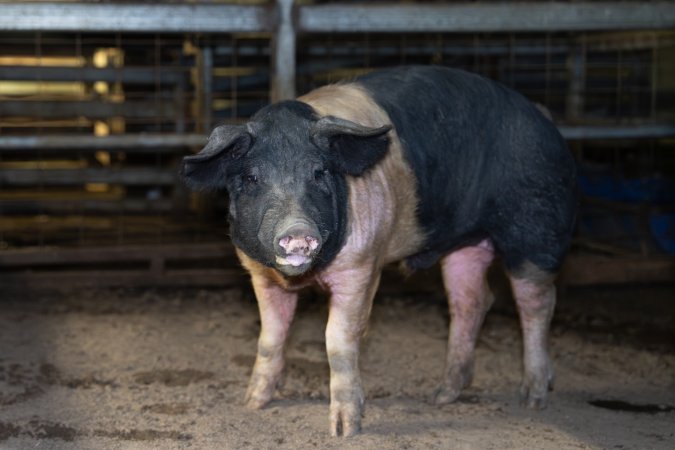 A pig in the holding pens