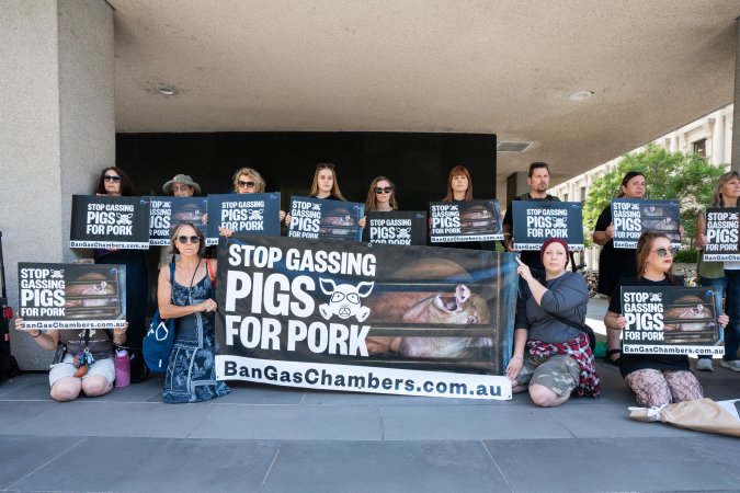 Animal rights activists attending the Rally For Pigs 2025