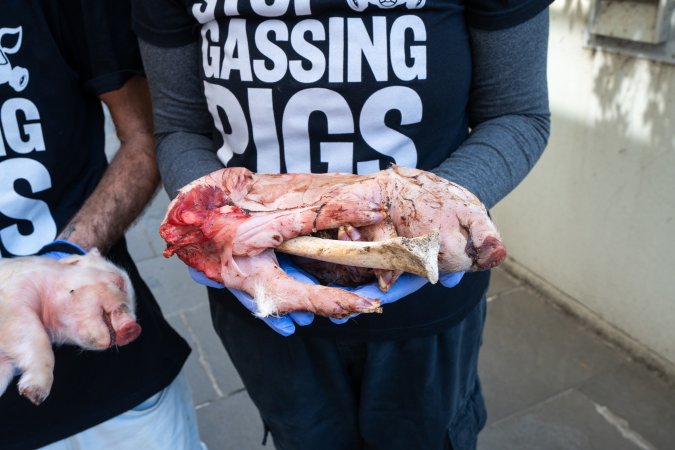 Animal rights activists attending the Rally For Pigs 2025