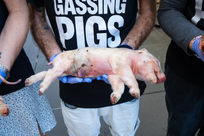 Animal rights activists attending the Rally For Pigs 2025
