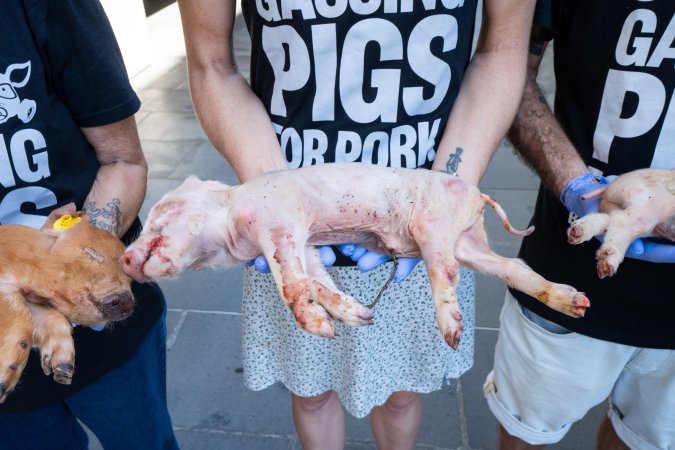 Animal rights activists attending the Rally For Pigs 2025
