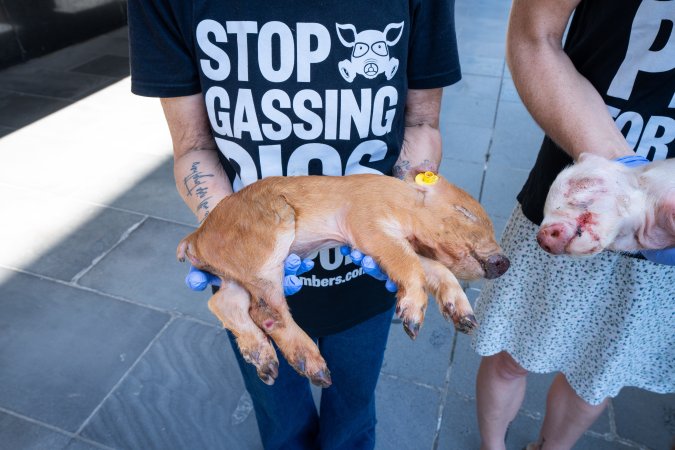 Animal rights activists attending the Rally For Pigs 2025