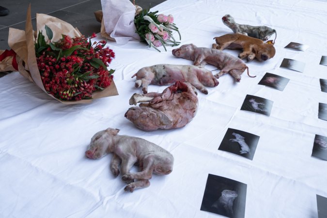 Animal rights activists attending the Rally For Pigs 2025
