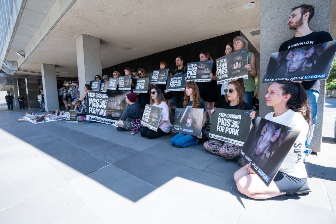 Animal rights activists attending the Rally For Pigs 2025