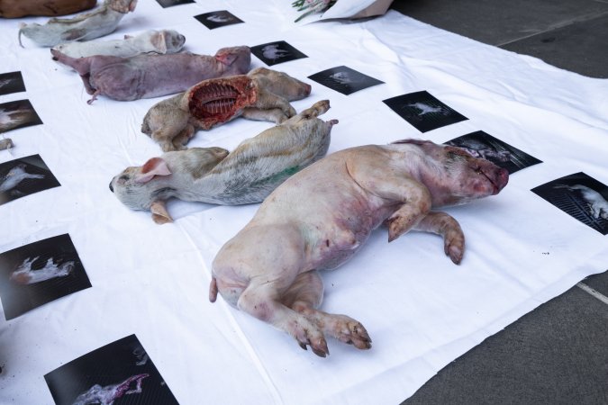 Animal rights activists attending the Rally For Pigs 2025