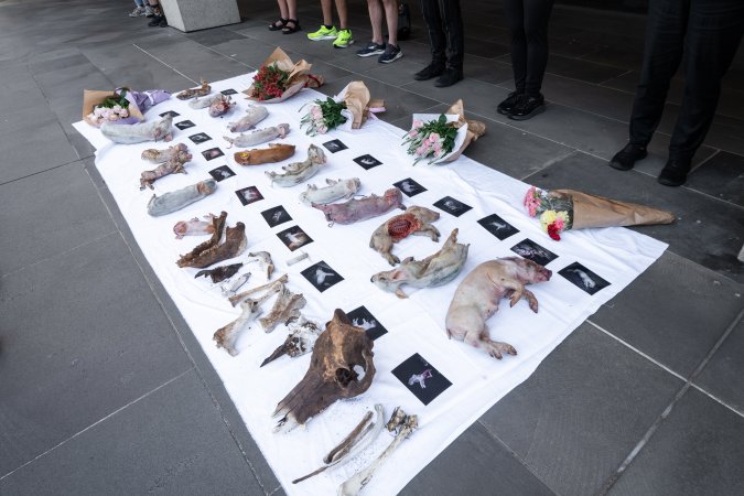 Animal rights activists attending the Rally For Pigs 2025