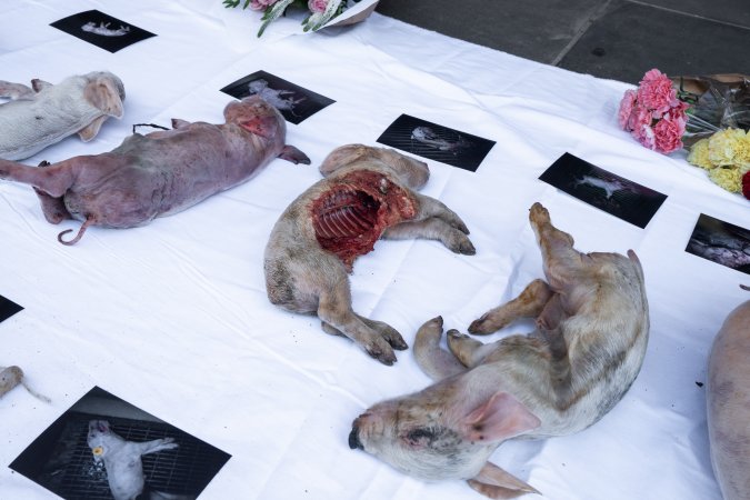 Animal rights activists attending the Rally For Pigs 2025