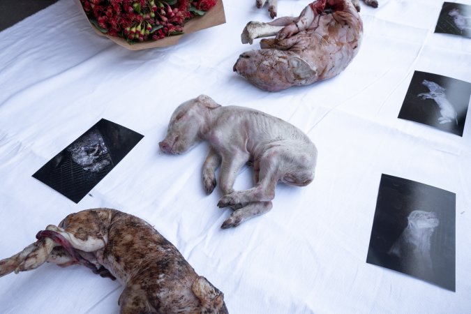 Animal rights activists attending the Rally For Pigs 2025