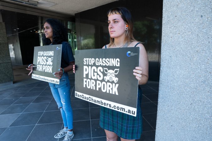 Animal rights activists attending the Rally For Pigs 2025