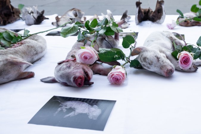 Animal rights activists attending the Rally For Pigs 2025