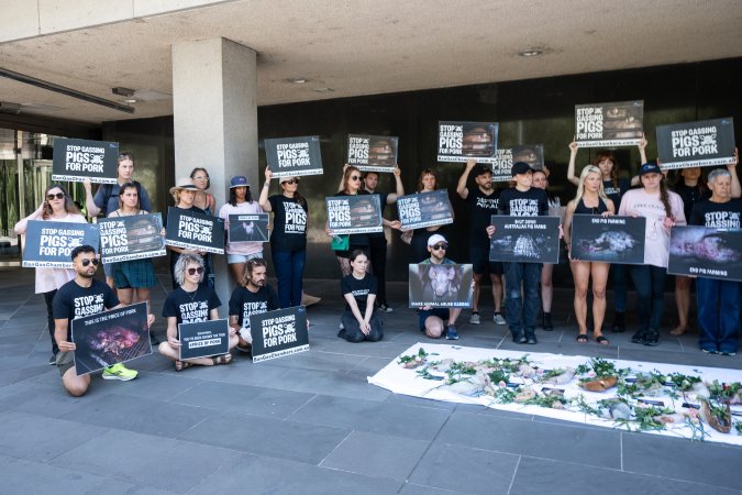 Animal rights activists attending the Rally For Pigs 2025