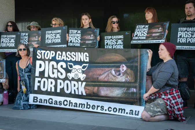 Animal rights activists attending the Rally For Pigs 2025